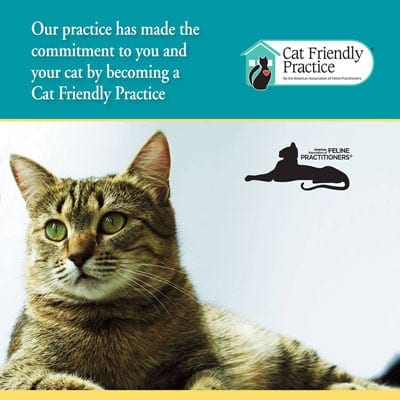 Cat Friendly Practice | Whitney Veterinary Hospital