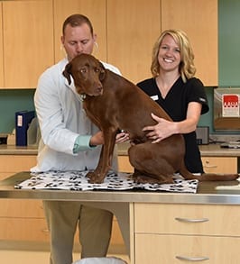 Vet checking a dog's heartbeat: AAHA Accredited in Peoria