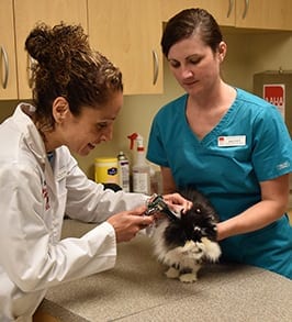 Veterinarian examining a cat: Cat Friendly Practice in Peoria
