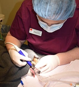 Dog and Cat Teeth Cleaning in Peoria, IL