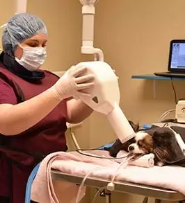 Vet prepping a dog for teeth cleaning