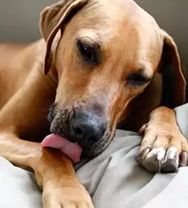 Dog licking his paw