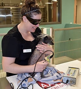 Laser Therapy for Dogs and Cats in Peoria, IL