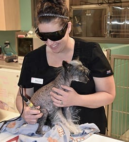 Veterinarian performing a laser therapy treatment on a dog