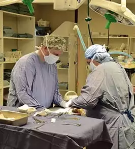 Dog and Cat Surgery in Peoria, IL