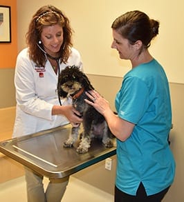 Wellness Exams for Pets in Peoria, IL