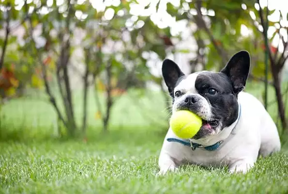 Dog with a ball in its mouth: Appointment Request in Peoria
