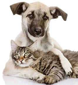 a dog hugging a cat: New Client Forms in Peoria