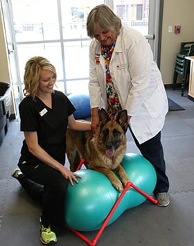 Dog Rehabilitation in Peoria, IL
