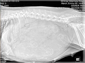 Pregnant Dog X-Ray