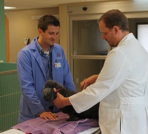 two veterinarians performing an exam on a dog: Community Involvement in Peoria