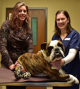 Acupuncture for Dogs in Peoria, IL
