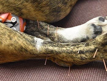 Dog's leg during acupuncture treatment