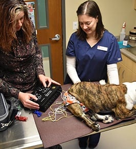 Two veterinarians performing acupuncture on a dog
