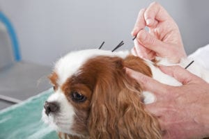 Dog acupuncture in Peoria, IL