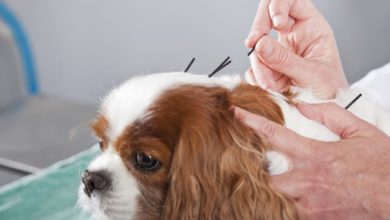 Everything You Need to Know About Dog Acupuncture in Peoria, IL