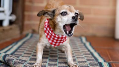 Why is My Dog Barking Excessively in Peoria, IL?