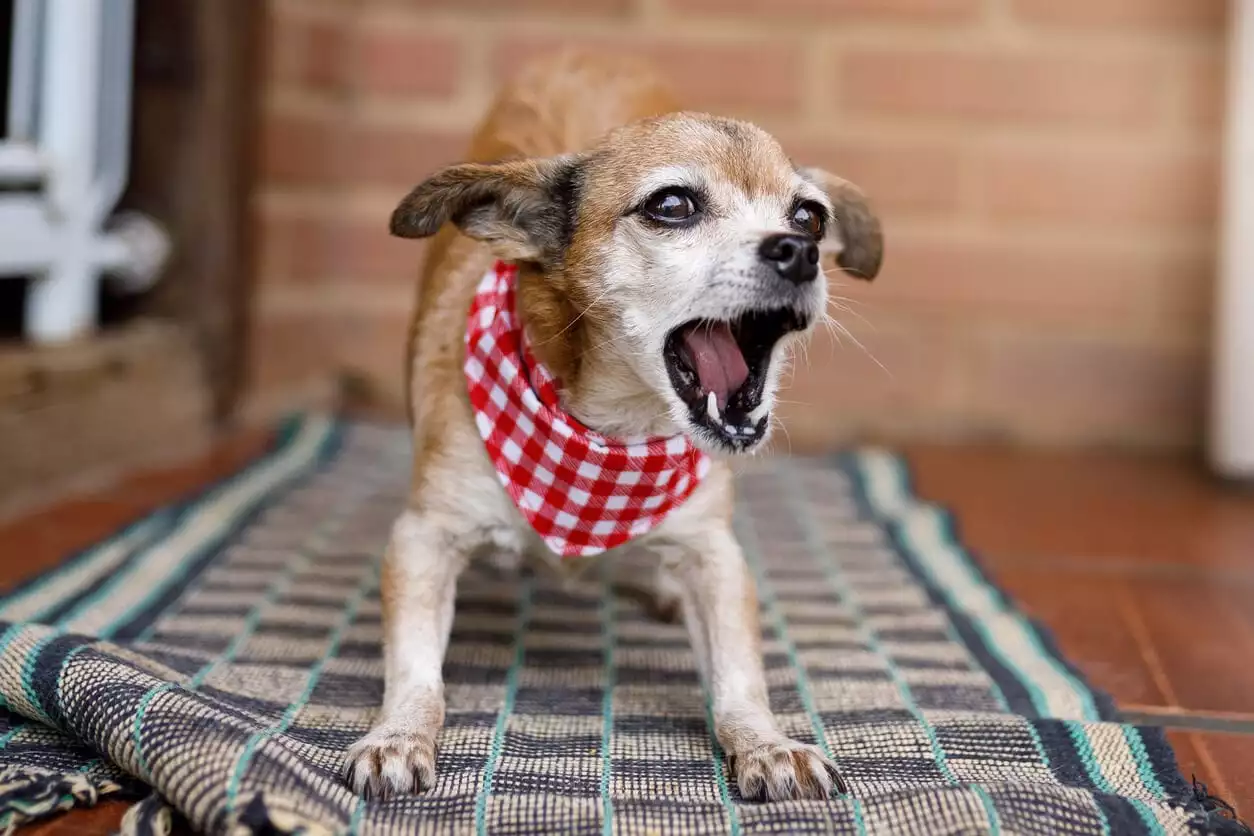 How to stop store dog territorial barking