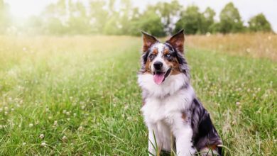 Heat Stroke in Dogs: Everything Pet Parents in Peoria, IL Should Know