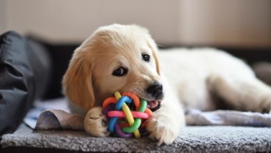 Puppy Potty Training in Peoria, IL: What You Need to Know
