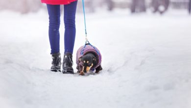 How to Prevent Dog Frostbite in Peoria, IL