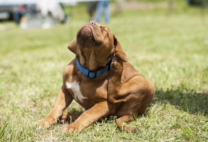 Dog Dandruff Why Do Dogs Get it Whitney Veterinary Hospital