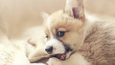 Do Puppies Lose Teeth? Everything You Need to Know about Teething