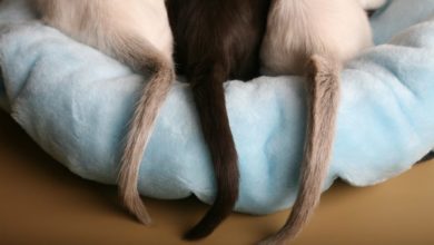 Cat Tail Twitching: What Does it Mean?