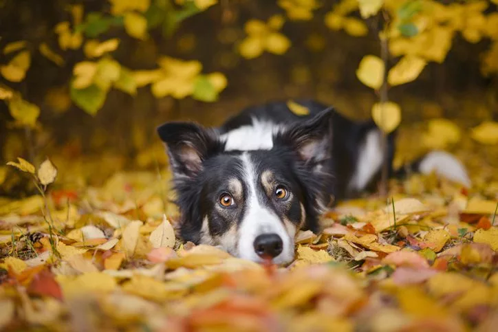 Why dogs sales eat leaves