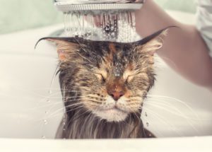 Cat bath in Peoria, IL
