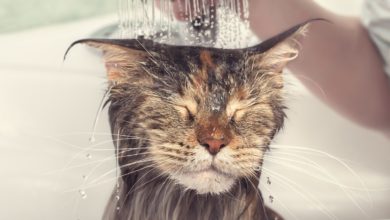 Should I Bathe My Cat?