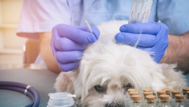 5 Benefits of Dog Acupuncture