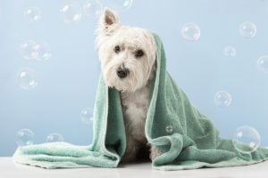 dog bath in Peoria, IL