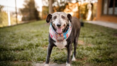 How to Manage Chronic Pain in Senior Pets: Tips and Strategies