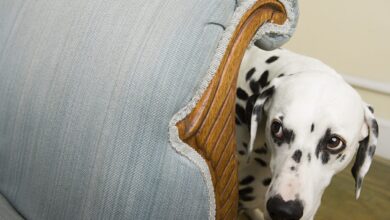 Pet Anxiety: Causes and Management Strategies