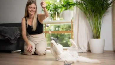 How Environmental Enrichment Enhances Your Cat’s Wellbeing