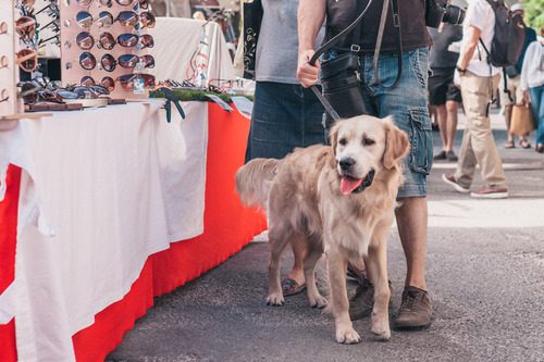 dog-with-owner-at-outdoor-market