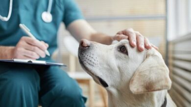 Dog Respiratory Illness 2024 – What You Need to Know