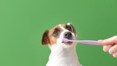 Is Dog Teeth Cleaning Actually Important? 