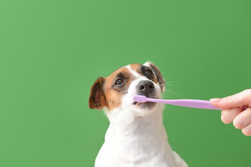 owner-brushing-dog's-teeth-with-toothbrush