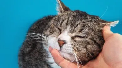 Caring for Aging Felines: Identifying Signs of Pain and Discomfort