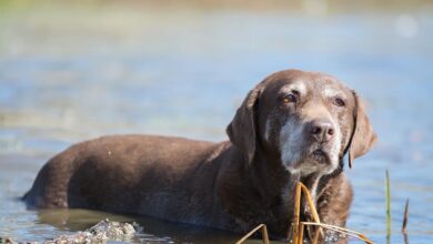 Low-Impact Activities for Keeping Senior Dogs Fit