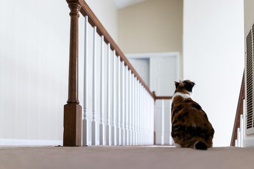 cat-sitting-at-top-of-staircase