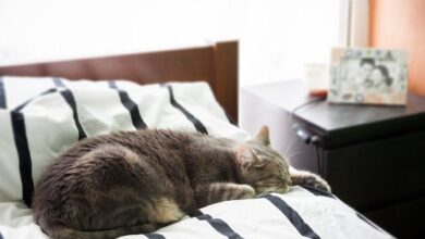 Why Your Cat Pees on Your Bed