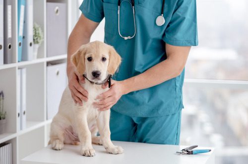 puppy-at-vet-clinic