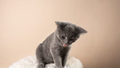 Cat Coughing: Causes, Symptoms, and When to See a Vet