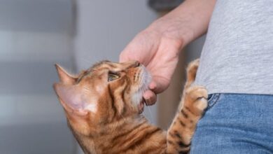 Do Cats Love Their Owners? Understanding Feline Affection