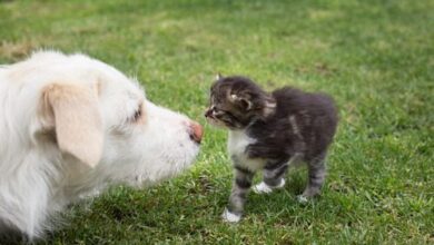 How to Introduce a Kitten to a Dog: Tips for a Smooth Transition