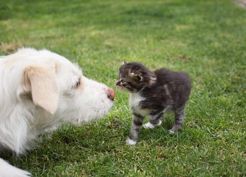 big-white-dog-meeting-small-black-kitten