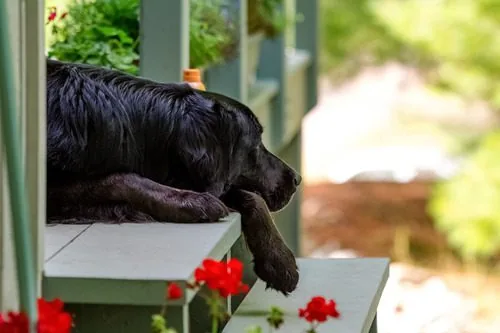 black-dog-laying-on-porch-steps-behind-red-geranium-flowers